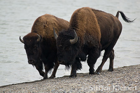009 Amerikanischer Bison - Buffalo
